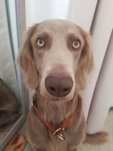 Un chien marron clair aux yeux pâles et expressifs et à la truffe brillante, portant un collier marron, regarde l'appareil photo, assis à l'intérieur, attentif.