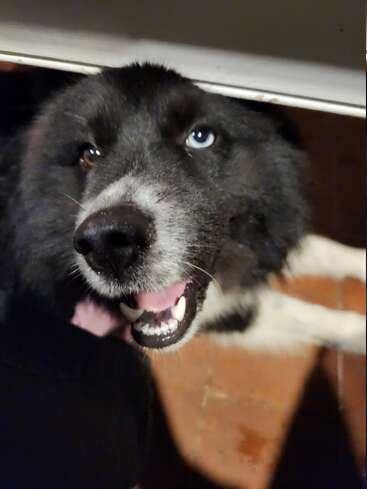 Un chien noir et blanc au pelage duveteux, présentant une hétérochromie frappante - un œil bleu et un œil marron - regarde joyeusement, la bouche ouverte et la langue tirée, sur un sol carrelé.