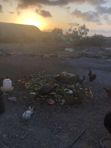 Das Bild zeigt eine ländliche Bauernhofszene bei Sonnenuntergang. Hühner, ein Kaninchen und ein Perlhuhn versammeln sich um verstreutes Gemüse, mit Hügeln und Wolken im Hintergrund.
