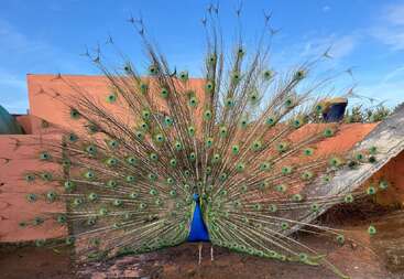 Un pavo real vibrante se yergue orgulloso con sus impresionantes plumas iridiscentes de la cola completamente desplegadas, mostrando llamativos ojos sobre un fondo de paredes naranjas y cielo azul.