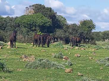 Eine Gruppe dunkler Pferde weidet auf einer grünen, felsigen Wiese, im Hintergrund sind Büsche und Bäume zu sehen, über ihnen ein teilweise bewölkter blauer Himmel. Eine friedliche Szene.