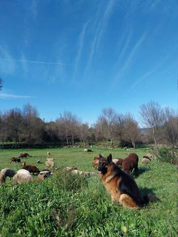 The image depicts a serene scene of a German Shepherd dog sitting in a lush green field, surrounded by sheep and trees under a clear blue sky.