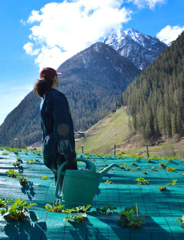 Jemand steht auf einem Erdbeerfeld, hat eine grüne Gießkanne in der Hand und schaut auf schneebedeckte Berge, die von Kiefernwäldern umgeben sind, unter einem strahlend blauen Himmel.