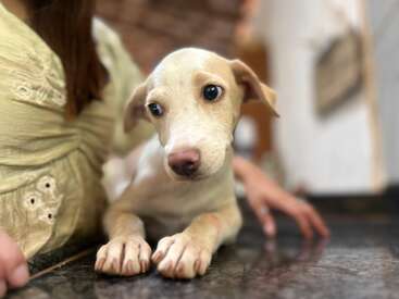 Un chiot curieux, au pelage clair, est assis sur un plan de travail à côté d'une personne vêtue d'une robe jaune pâle ; il regarde sur le côté avec ses grands yeux expressifs.