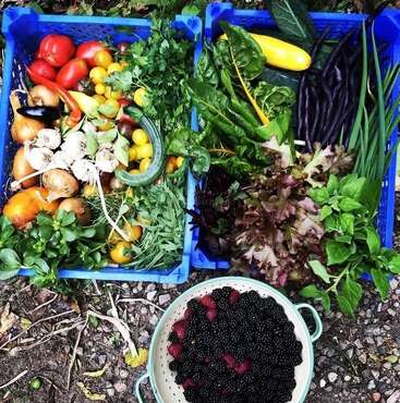 Deux caisses bleues remplies de légumes frais colorés, de légumes verts, d'oignons, d'ail, de tomates et d'herbes aromatiques. Une passoire blanche posée en dessous contient une récolte de mûres.