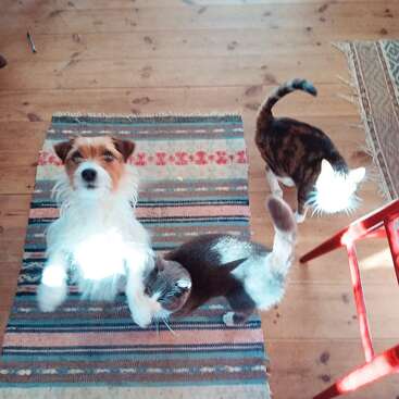 Un petit chien est assis sur un tapis coloré et lève les yeux. Deux chats se trouvent à proximité : l'un se frotte contre le chien, tandis que l'autre s'éloigne sur le parquet.
