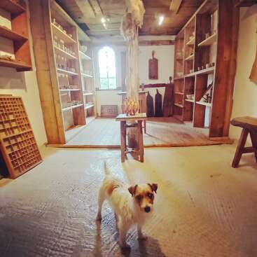 Un petit chien se tient dans une pièce chaleureuse et rustique, avec des étagères en bois, des poteries et la lumière naturelle qui pénètre par la fenêtre, créant ainsi une atmosphère chaleureuse, accueillante et d'antan.