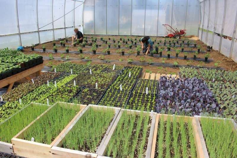 Volunteer on an organic farm helping out in the greenhouse and fields