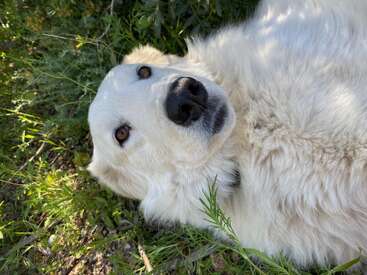 Un perro blanco y esponjoso yace de lado en la hierba, mirando hacia arriba con sus dulces ojos marrones. La luz del sol se filtra a través de las hojas, resaltando su suave pelaje. Un momento relajado y tranquilo.