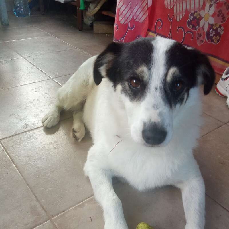 Ein schwarz-weißer Hund liegt auf einem gefliesten Boden und schaut direkt in die Kamera. Hinter ihm sind ein roter geblümter Vorhang und Möbel zu sehen.