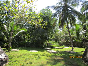 The image depicts a serene tropical garden with lush greenery, featuring palm trees, grass, and stepping stones, set against a bright and sunny sky.