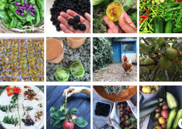Das Bild ist eine Collage aus 12 Fotos, auf denen verschiedene Obst- und Gemüsesorten zu sehen sind, darunter Paprika, Brombeeren und Tomaten, sowie ein paar Bilder von Hühnern und Blumen.