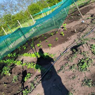 Eine sonnige Gartenszene zeigt Reihen von jungen Pflanzen, die in der Erde wachsen, geschützt durch ein grünes Netz. Der Schatten einer Person und einige Gartengeräte sind zu sehen.