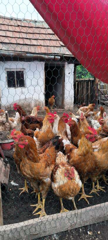 A group of chickens stands together inside a coop, behind wire fencing. The background features an old white house with a wooden door and small window.