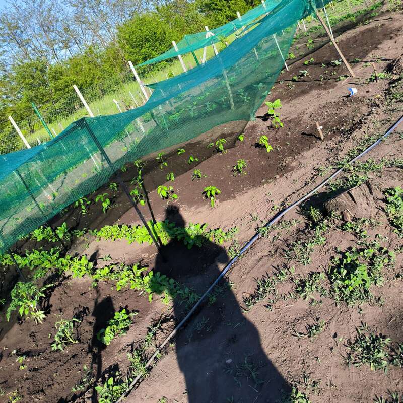 A sunny garden scene shows rows of young plants growing in soil, protected by green netting. There is a shadow of a person and some gardening tools visible.