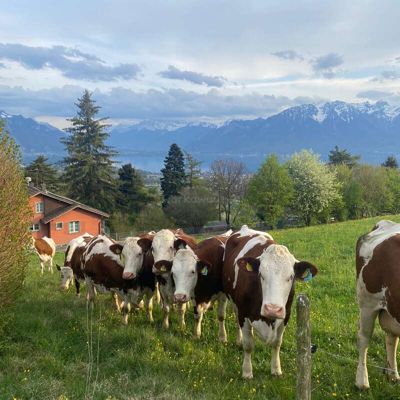 Un grupo de vacas marrones y blancas pastan en un prado verde y frondoso cerca de una casa roja, con montañas, árboles y un cielo nublado al fondo.