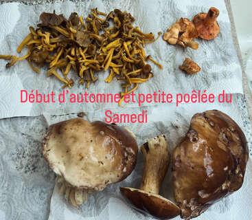 Des champignons d'automne fraîchement cueillis, notamment des chanterelles, des cèpes et d'autres variétés, disposés sur du papier absorbant. Un texte en français célèbre l'arrivée de l'automne et une poêlée du samedi.