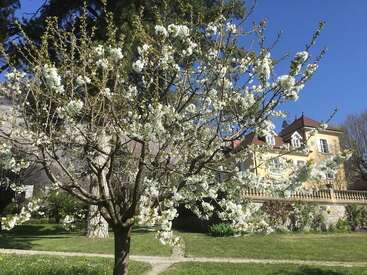 Un arbre en fleurs, orné de fleurs blanches, se dresse dans un jardin ensoleillé. Derrière lui se trouve une charmante maison jaune au toit rouge et à la pelouse verte.