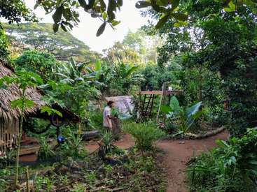 La imagen muestra un sereno jardín tropical con exuberante vegetación, un camino de tierra y un hombre de pie junto a una cabaña, rodeado de árboles y follaje.