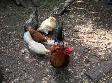 The image depicts a rooster and three hens foraging on the ground, surrounded by dirt, leaves, and twigs, with a wooden plank visible in the background.