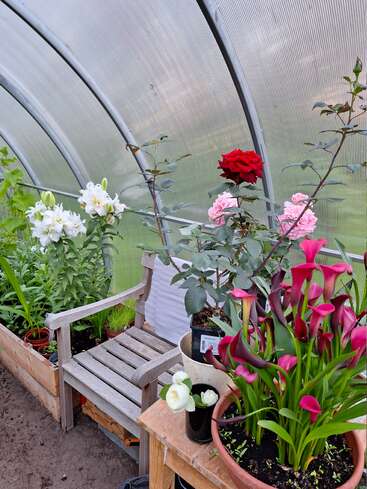 In einem Gewächshaus steht eine Holzbank inmitten leuchtender Blumen: weiße Lilien, rosa Rosen, eine einzelne rote Rose und ein Topf mit violetten Calla-Lilien. Eine friedliche, farbenfrohe Szene.