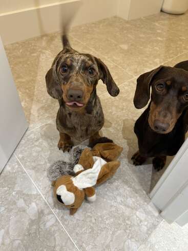 Deux adorables teckels se tiennent sur un sol carrelé, l'un d'eux ayant une expression enjouée et tirant la langue. Un écureuil en peluche se trouve entre eux et semble avoir été bien aimé.