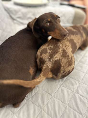 Deux teckels se blottissent sur une couverture matelassée. L'un a une fourrure chocolat lisse, tandis que l'autre est pommelé. Les deux ont l'air à l'aise et satisfaits ensemble.
