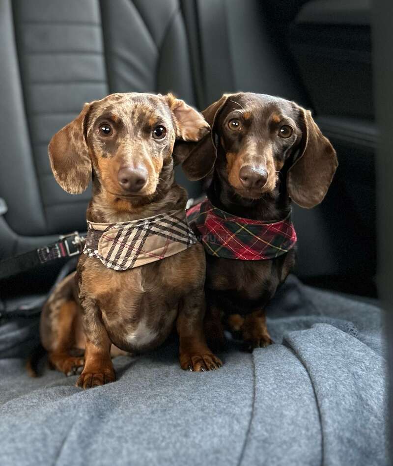 Deux adorables teckels portant d'élégants bandanas à carreaux sont assis ensemble sur un siège de voiture, regardant curieusement l'appareil photo, avec un éclairage doux et des vibrations douillettes.