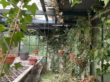 Cette image montre une serre envahie par le lierre qui recouvre les murs et les pots suspendus. Des conteneurs de plantes vides sont posés sur des étagères métalliques, la lumière naturelle filtrant par le haut.