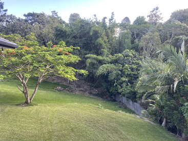 Ein üppiger, grüner Hinterhof mit einem abfallenden Rasen, einem lebhaften Baum, einem dichten Wald im Hintergrund, durch den das Sonnenlicht fällt, und einem Holzzaun auf der rechten Seite.