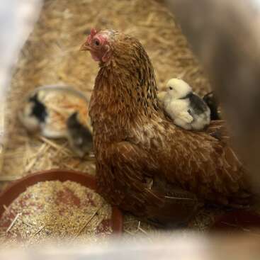 A brown hen sits calmly on straw, while a fluffy chick rides on her back. Nearby, other chicks peck around food dishes, creating a warm, nurturing scene.