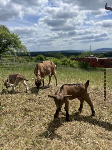 Tres cabras pastan en un campo soleado y cubierto de hierba bajo un cielo parcialmente nublado. Árboles verdes y colinas lejanas crean un apacible paisaje rural de fondo.