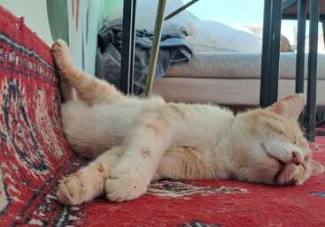 Un chat orange clair et blanc dort profondément sur un tapis à motifs rouges, couché sur le dos, les pattes étendues, l'air complètement détendu et paisible.
