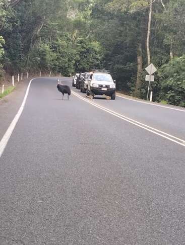A group of cars stops on a forested road to allow a cassowary and two chicks safely cross, highlighting respect for wildlife in their natural habitat.