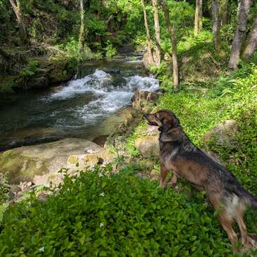 Ein Hund steht an einem felsigen Ufer und blickt auf einen kleinen Bach mit sanften Stromschnellen, umgeben von üppigem Grün und Bäumen in einer ruhigen natürlichen Umgebung.