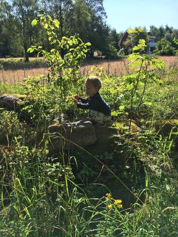 A young child plays amidst tall green plants and wildflowers under the bright sun, with a red house surrounded by trees visible in the background.