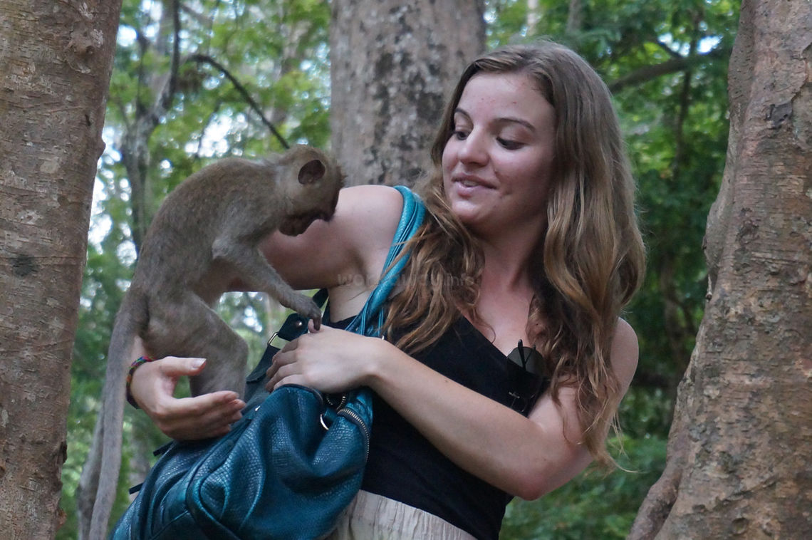 monkey stealing backpacker snacks