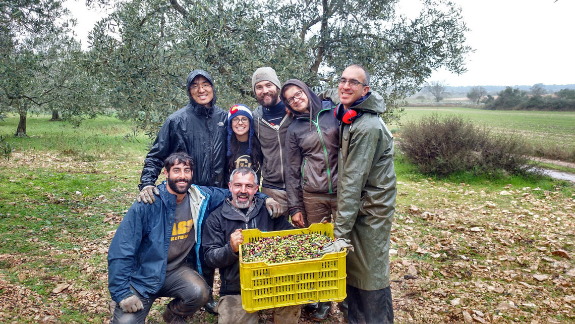 olive pickers