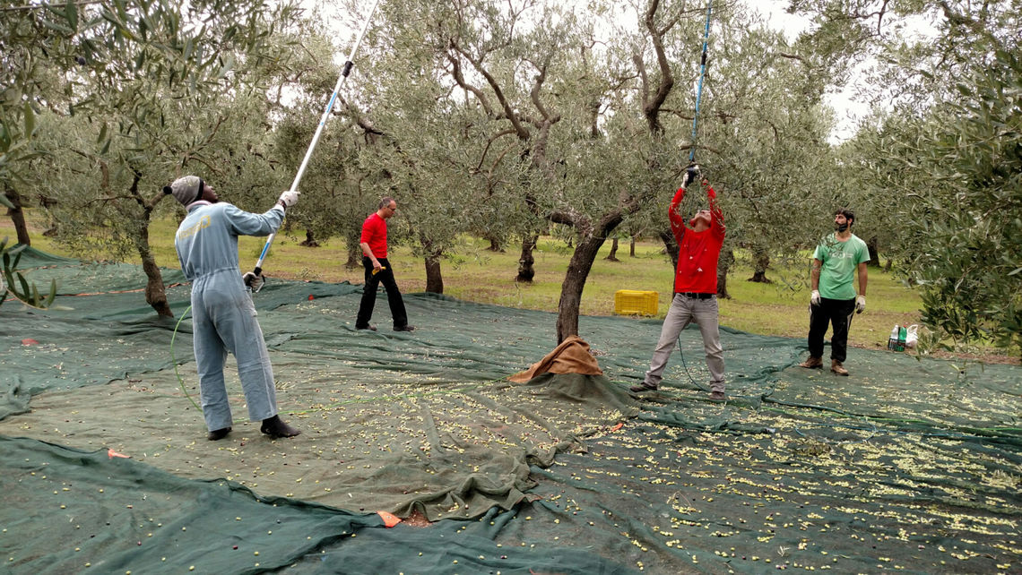 olive picking