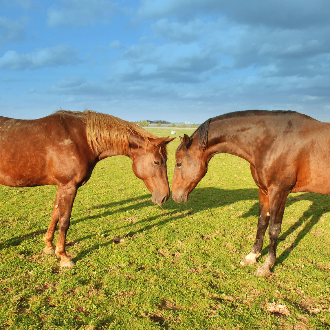 two horses gazing at each other in the grassland of viking island, sweden