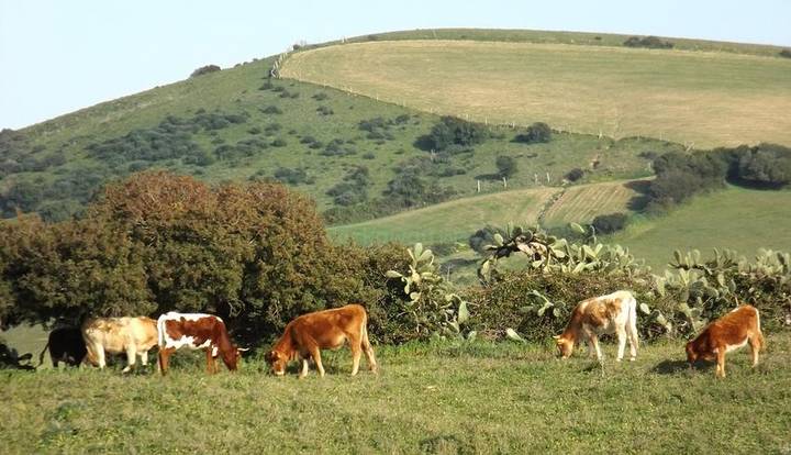 Cows in Cadiz