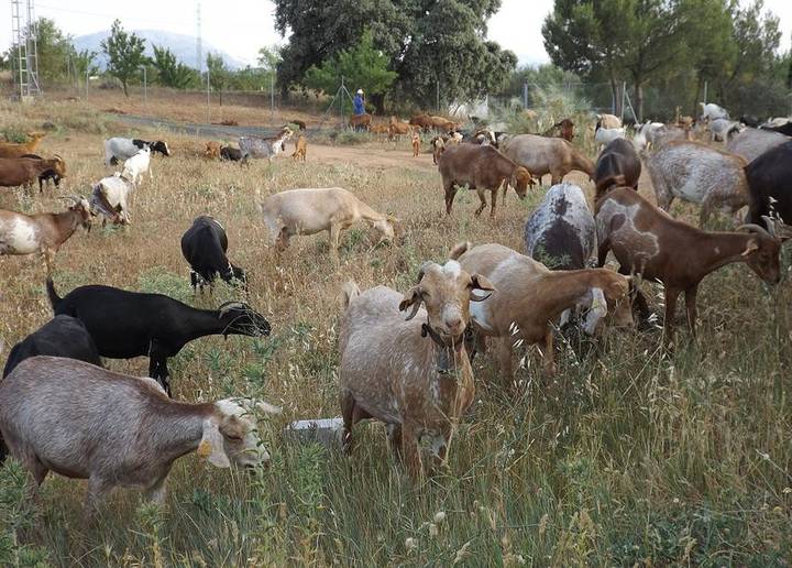 goats in Pizarra