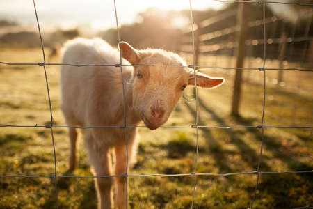 mac goat highlang scottish farm volunteer experience