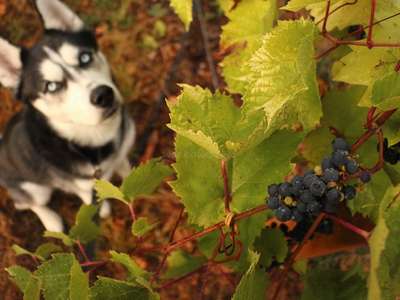 travel-with-pet-blackberry-farm-outdoor-safety-tips