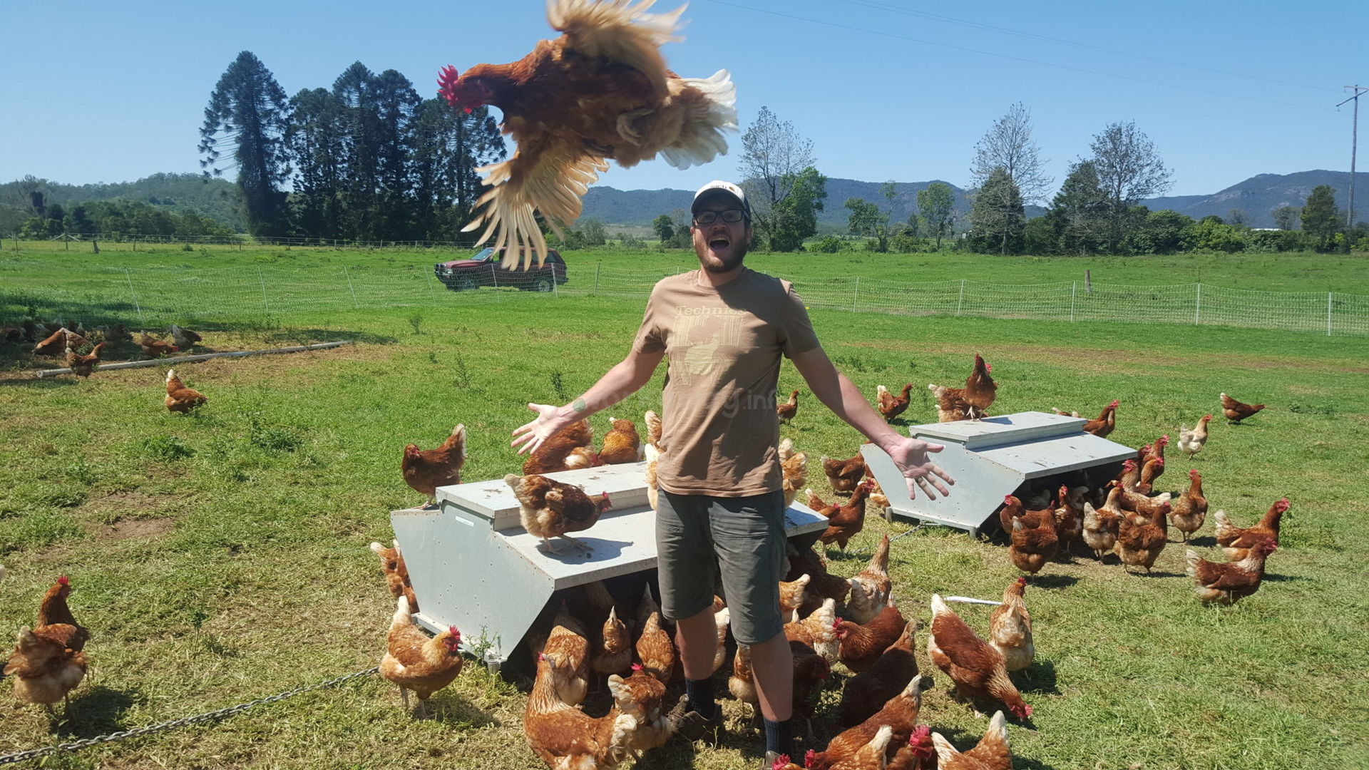 workawayer with chickens