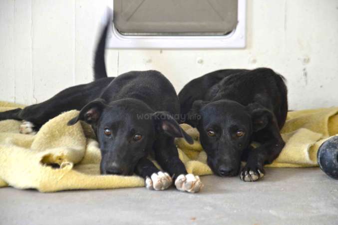 two black puppies animal rescue sleepy