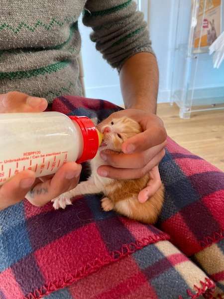 animal foster care volunteer feeding kitten milk