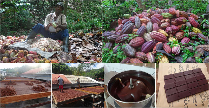 grenada caribbran chocolate workaway production collage