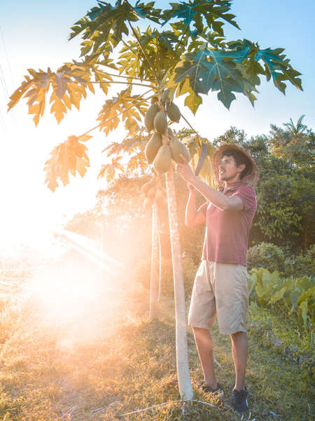 solo workaway traveller picking papayas against sunset