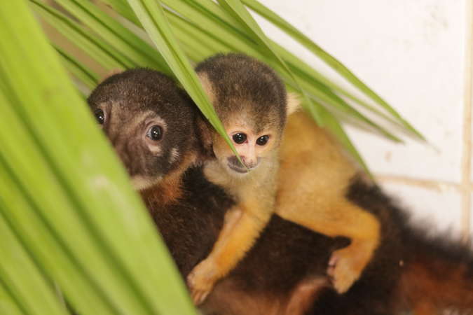 baby monkeys at wildlife rehabilitation centre